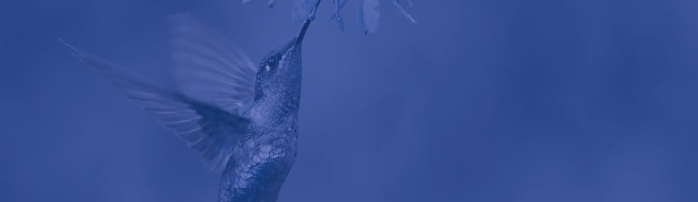 Hummingbird with blue background color