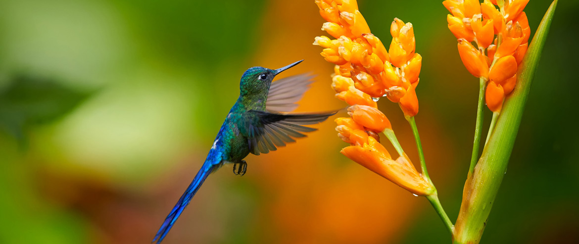 Humming Bird